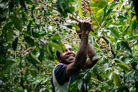 Male coffee grower picking ripe cherries