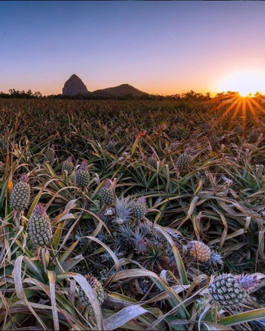 Sunshine Coast Pineapple Farm