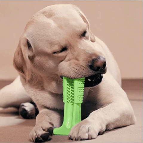 dog toothbrush chew toy