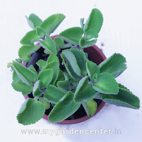 ajwain plant plants