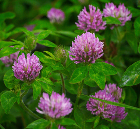 Astragalus