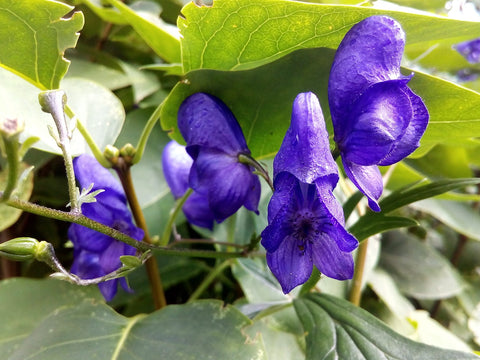 Skullcap