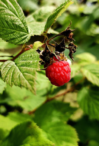 Red Raspberry Leaf - Herbs for Menopause