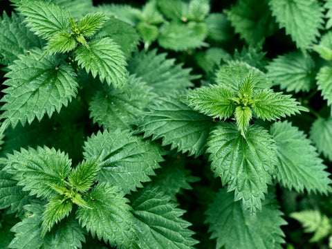 Stinging Nettle - Lactation Herbs