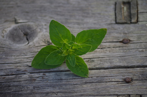 Oregano