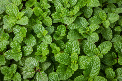 Lemon Balm - Herbs for Menopause