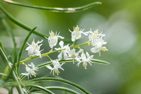 Shatavari - Herbs for Menopause