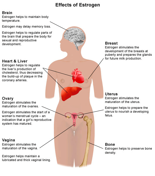 Too much estrogen circulating in your body leads to sore and tender br, too much estrogen women