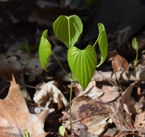 Wild Yam