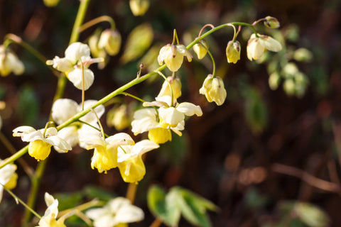 Horny Goat Weed - Herbs for Menopause