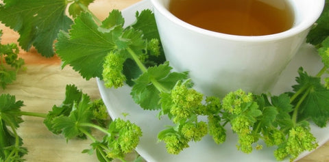 Lady’s Mantle Hormone Balance Tea