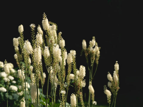 Black Cohosh - Herbs for Menopause