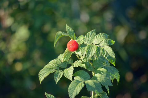 Raspberry Leaf - Lactation Herbs