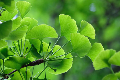 Ginkgo Biloba - Adaptogenic Herb for Adrenal Fatigue