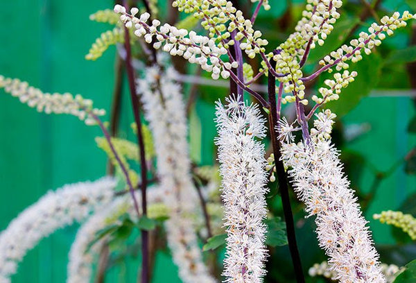 Black Cohosh - herbs for pms