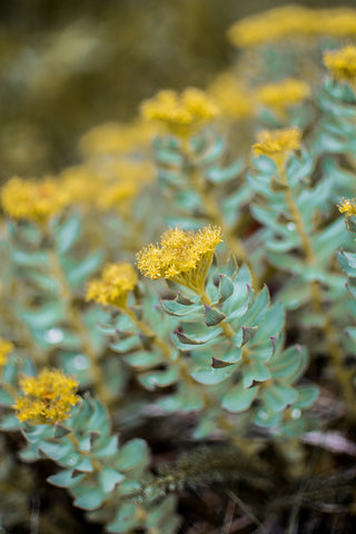 Rhodiola Rosea - Adrenal Fatigue Herb