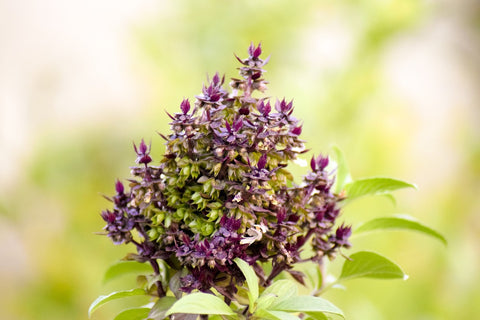 Holy Basil - Adaptogenic Herb for Adrenal Fatigue