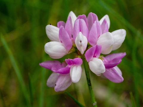 Astragalus