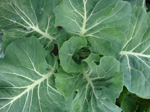 Cruciferous Vegetables