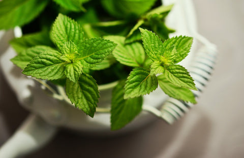 Peppermint - Hormone Balance Essential Oil