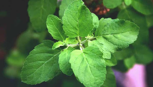 Holy basil is a great natural antidepressant