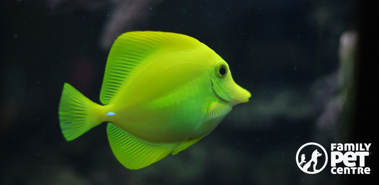 Angelfish captured in a fish tank