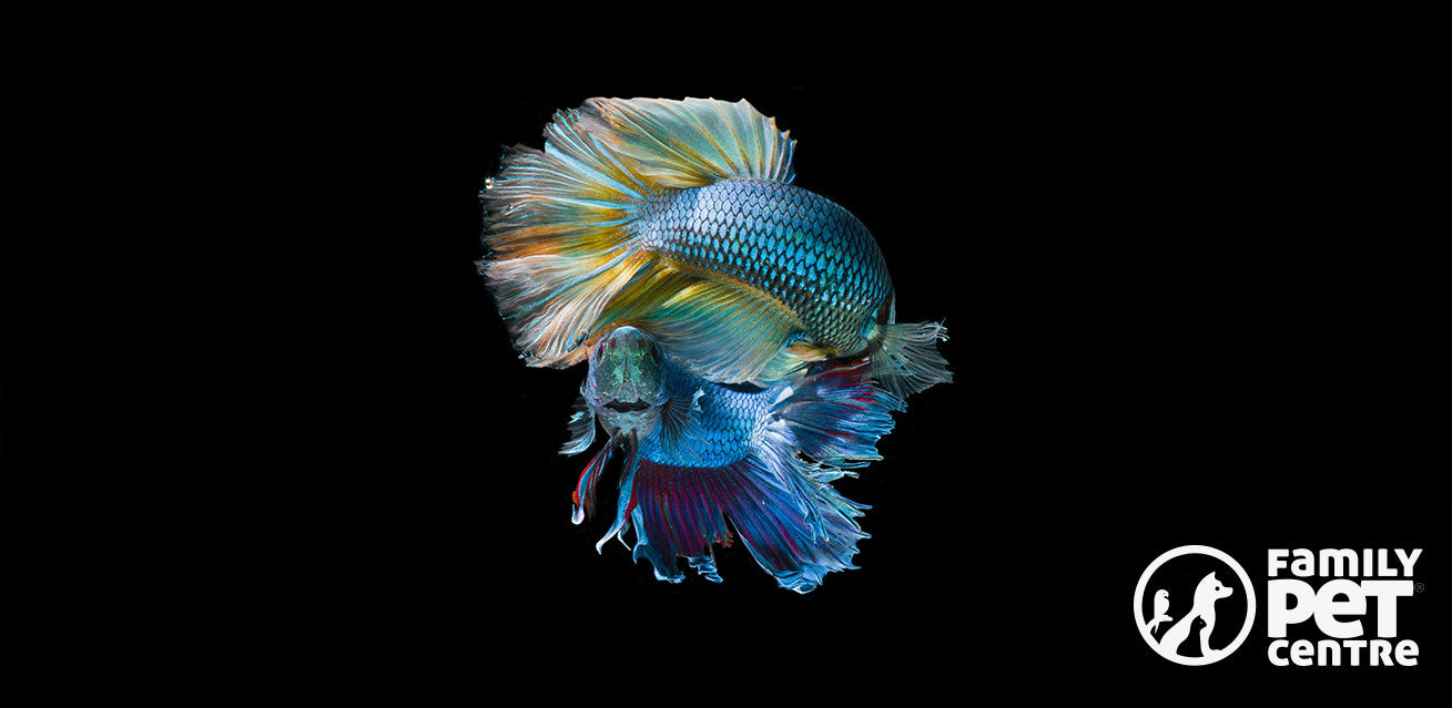 Colorful Fish captured in a fish tank