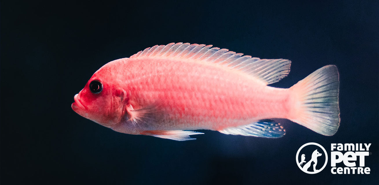 Fish captured in the ocean