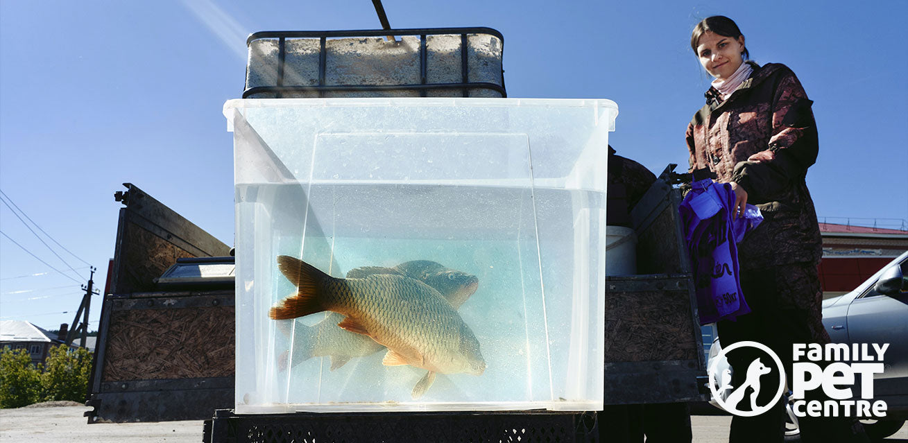 Fish captured swimming in a container