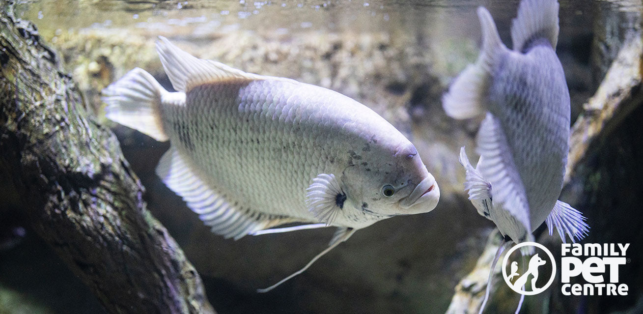 Fish captured swimming in a fish tank