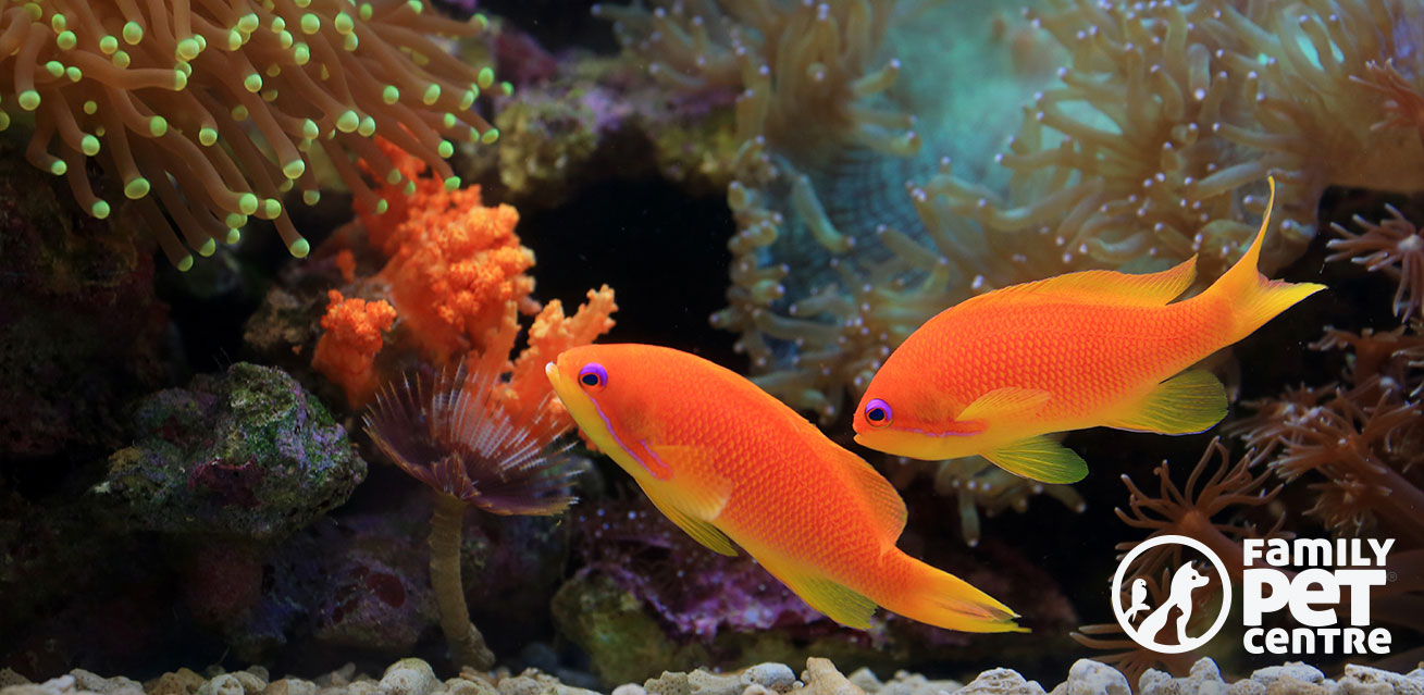 Fish captured swimming in a fish tank