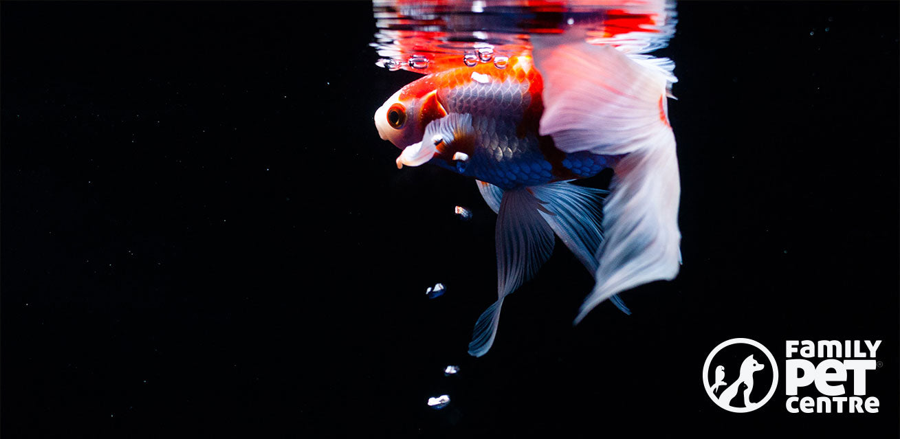 Gold Fish captured in a fish tank