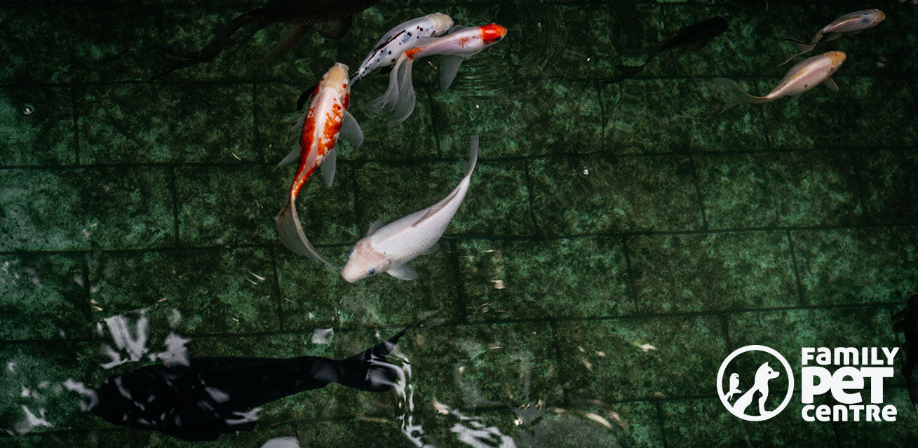 Koi Fish captured in a pond.3