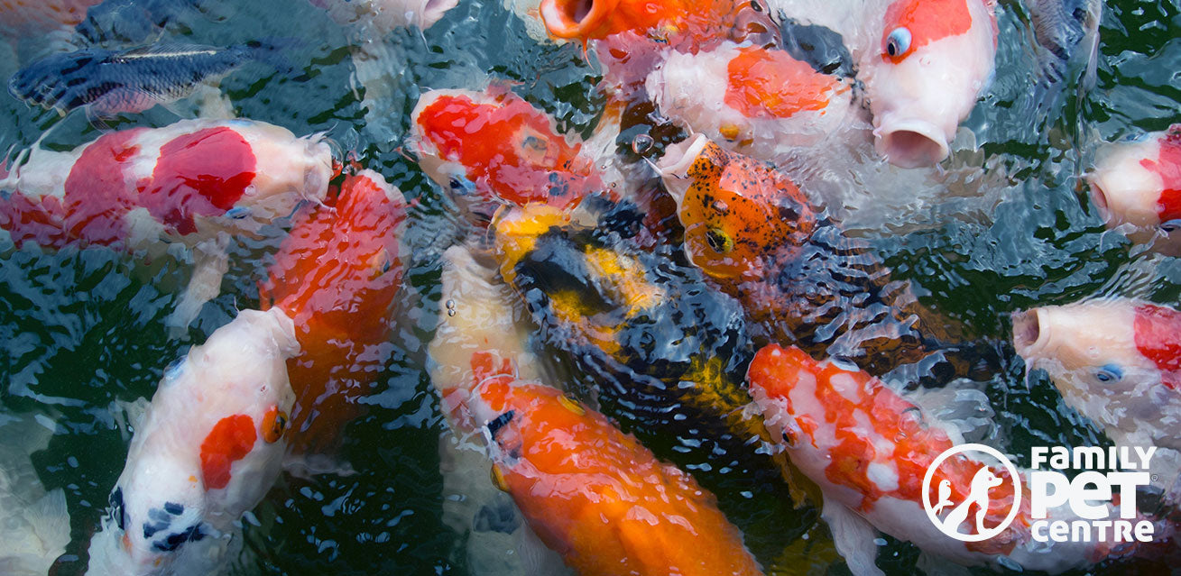Koi Fish captured in a pond.4