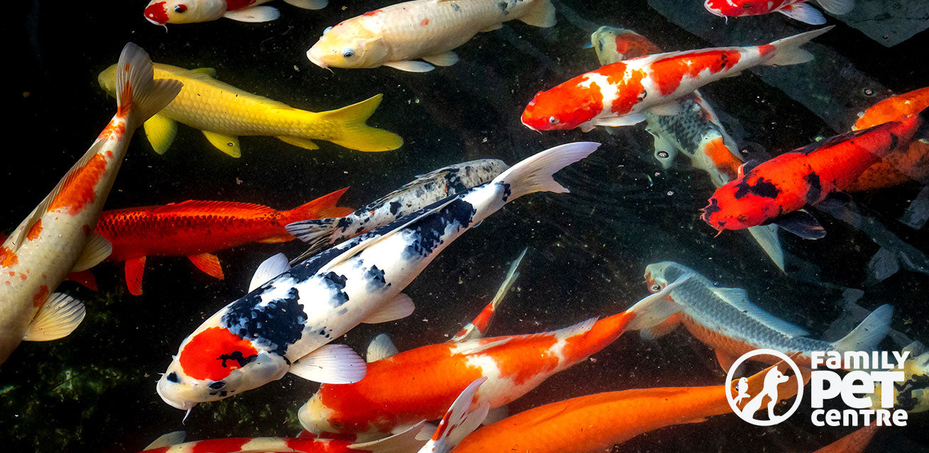 Koi Fish captured in a pond.5