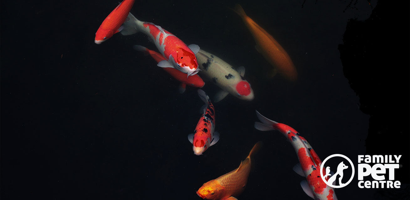 Koi Fish captured in a pond