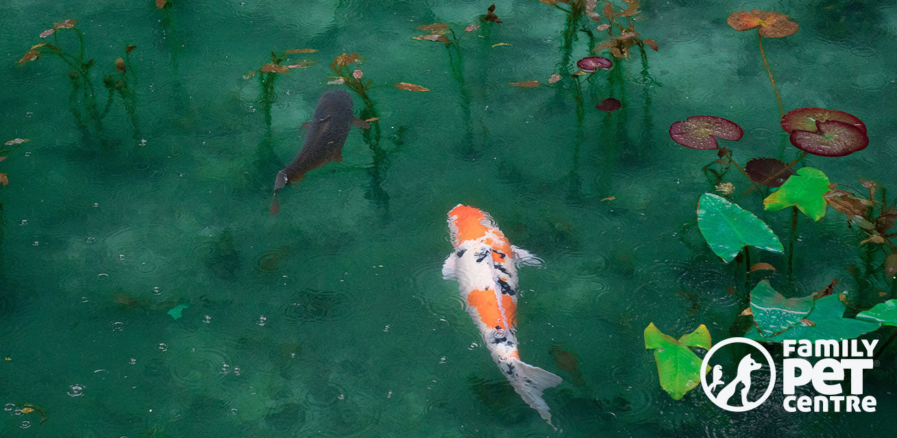 Koi Fish captured in a pond