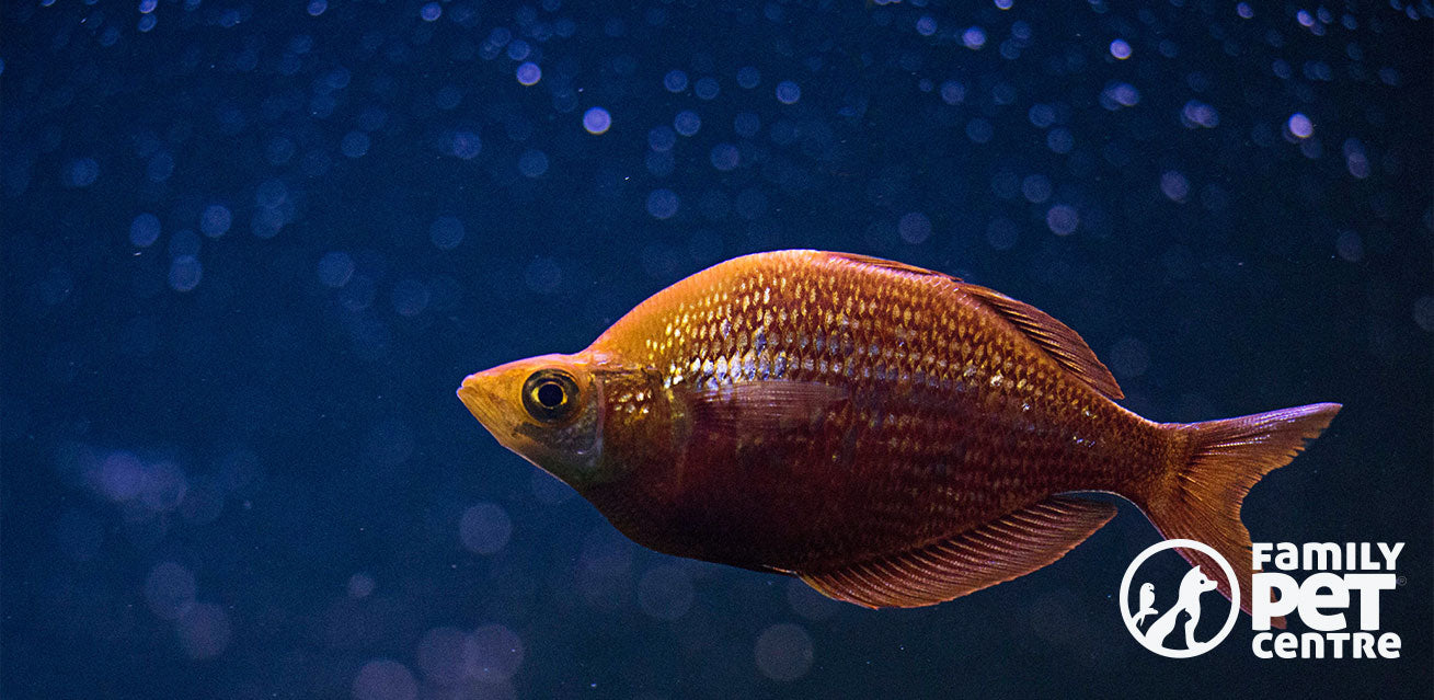 Lone Fish captured in a fish tank