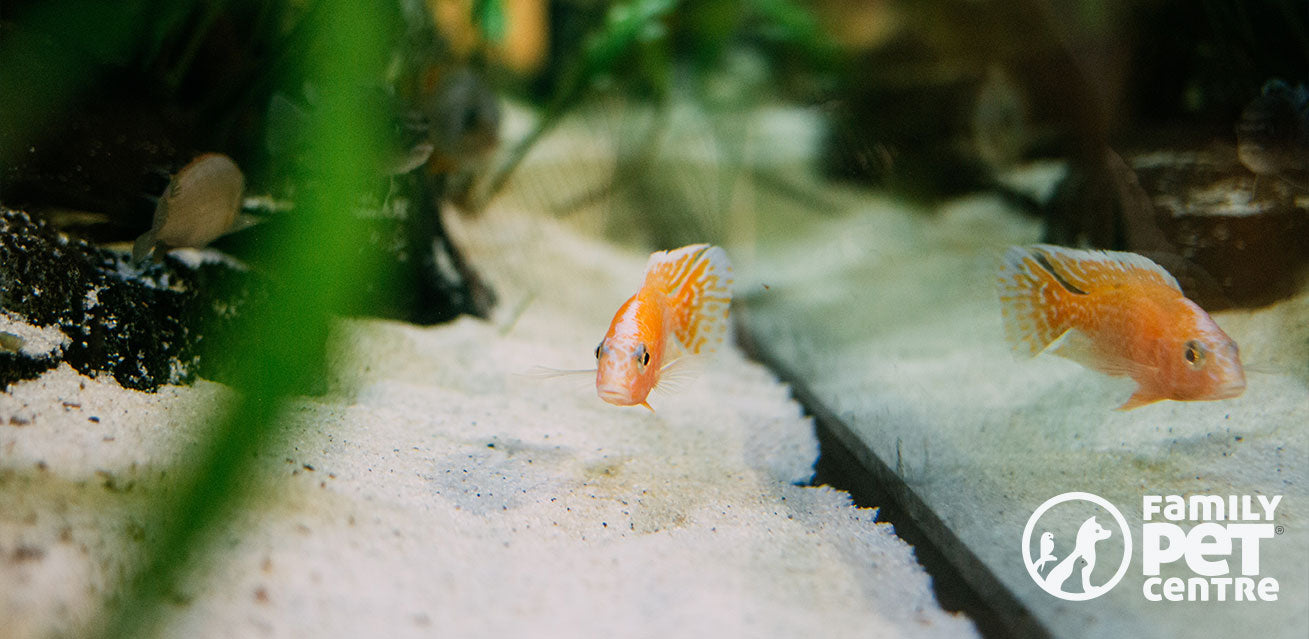 Lone fish captured in a fish tank