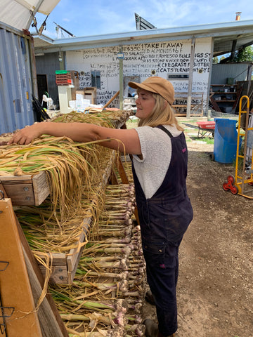 Garlic harvest permaculture