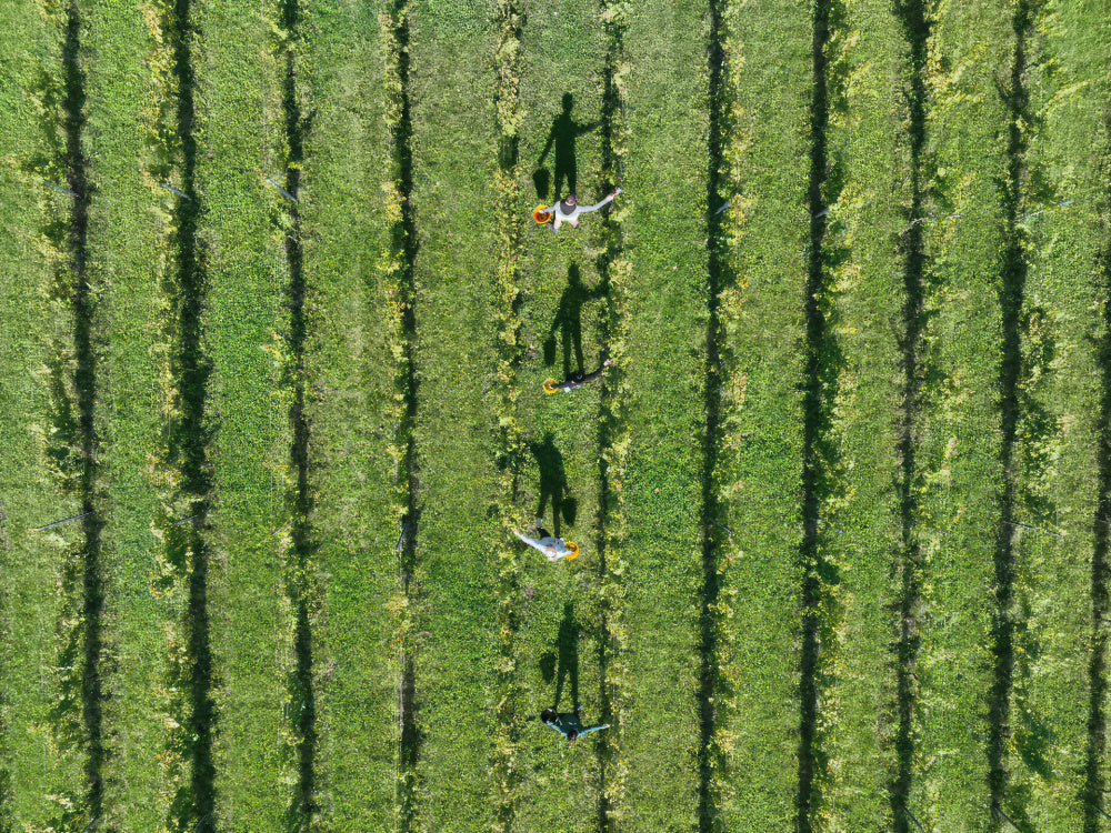 harvest volunteers at Albury vineyard