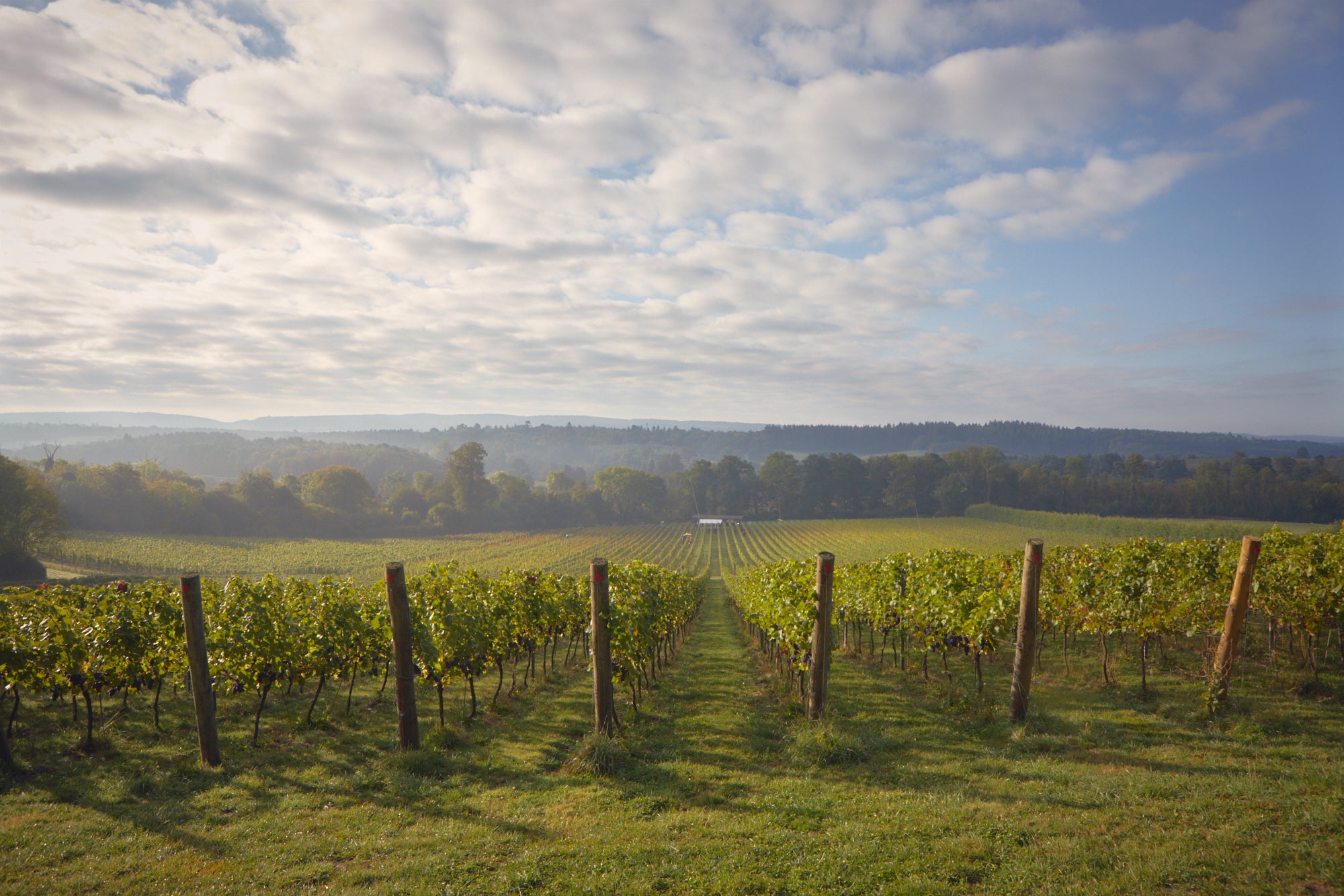 albury vineyard surrey