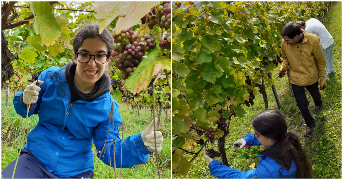 halow project at albury vineyard
