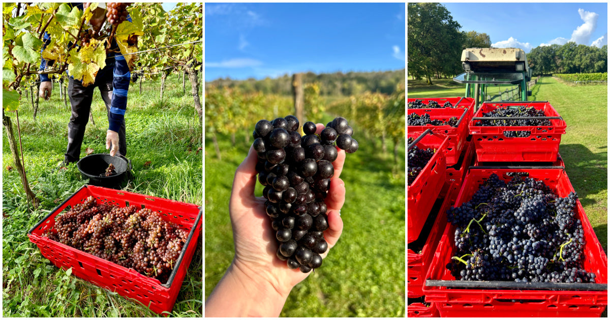albury vineyard harvest 2023