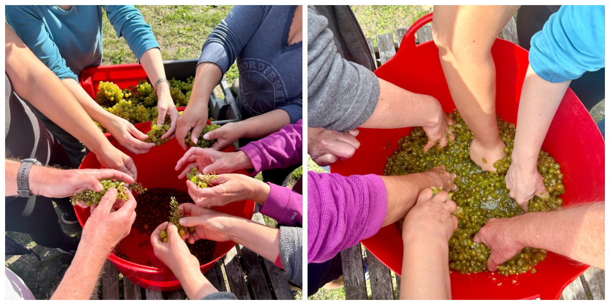 crushing grapes by hand to make the pied de cuve for biodynamic wine