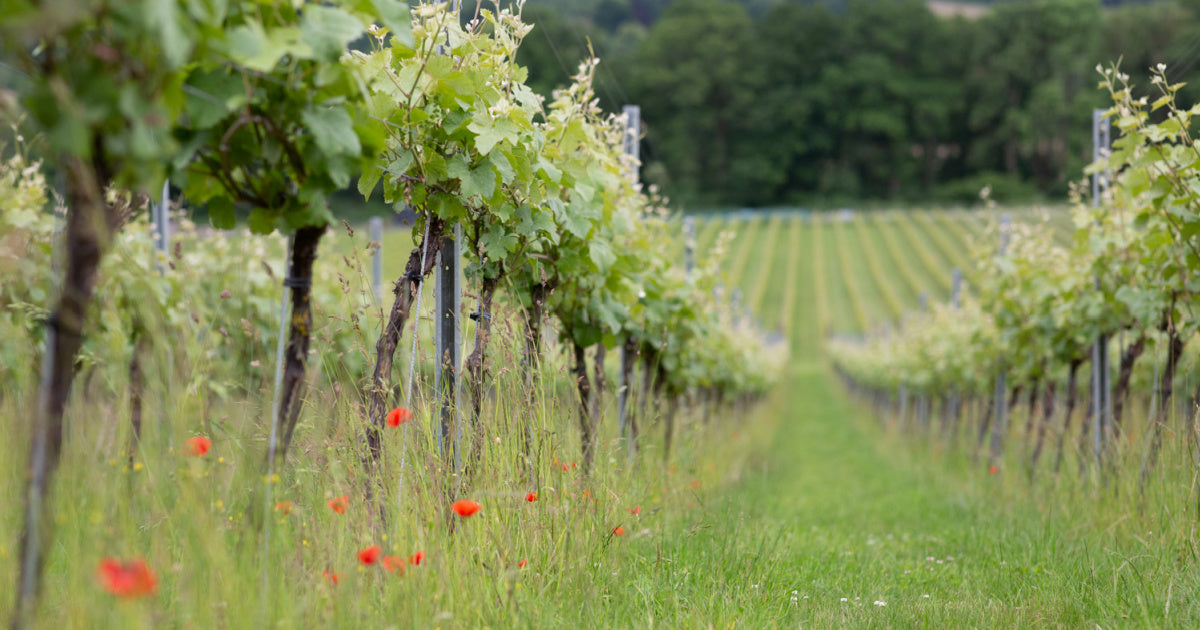 albury vineyard