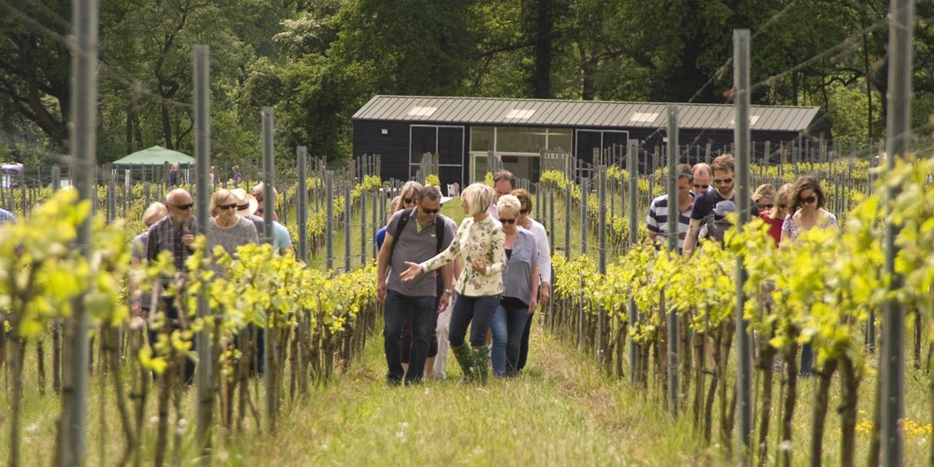 surrey vineyard tour