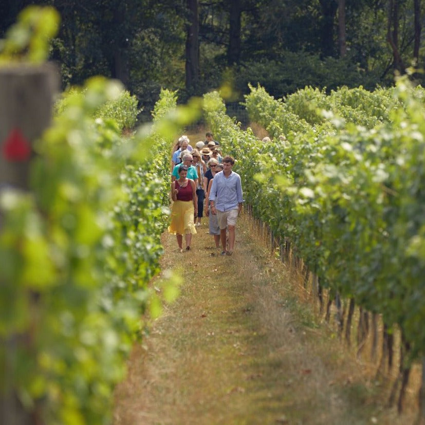 vineyard tours and stays