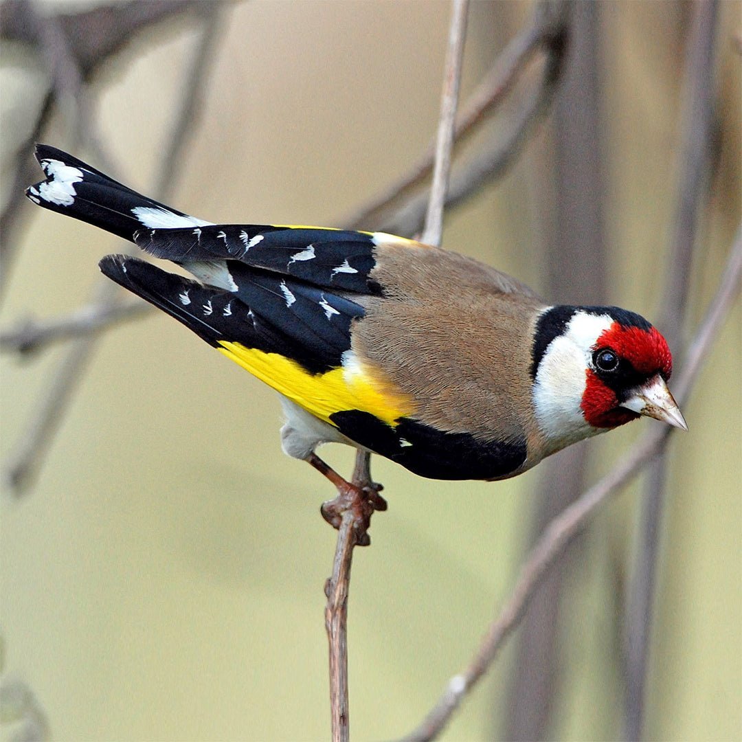 European Goldfinch - New York Bird Supply product image