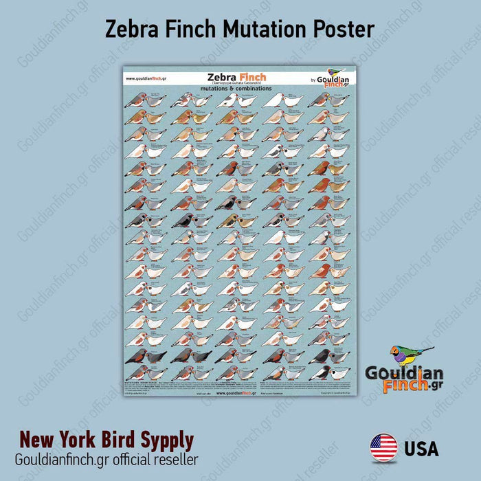 zebra finch mutations poster